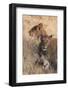 Lions (Panthera Leo), Okavango Delta, Botswana, Africa-Sergio Pitamitz-Framed Photographic Print