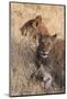 Lions (Panthera Leo), Okavango Delta, Botswana, Africa-Sergio Pitamitz-Mounted Photographic Print