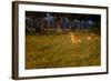 Lions (Panthera Leo) Resting at Sunrise, Masai Mara, Kenya, East Africa, Africa-Andrew Sproule-Framed Photographic Print