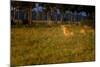 Lions (Panthera Leo) Resting at Sunrise, Masai Mara, Kenya, East Africa, Africa-Andrew Sproule-Mounted Photographic Print