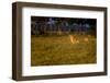 Lions (Panthera Leo) Resting at Sunrise, Masai Mara, Kenya, East Africa, Africa-Andrew Sproule-Framed Photographic Print