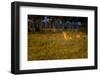 Lions (Panthera Leo) Resting at Sunrise, Masai Mara, Kenya, East Africa, Africa-Andrew Sproule-Framed Photographic Print