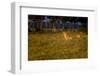 Lions (Panthera Leo) Resting at Sunrise, Masai Mara, Kenya, East Africa, Africa-Andrew Sproule-Framed Photographic Print