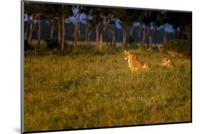 Lions (Panthera Leo) Resting at Sunrise, Masai Mara, Kenya, East Africa, Africa-Andrew Sproule-Mounted Photographic Print