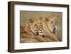 Lions Resting in Morning Sun in Masai Mara National Reserve-Paul Souders-Framed Photographic Print
