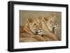 Lions Resting in Morning Sun in Masai Mara National Reserve-Paul Souders-Framed Photographic Print