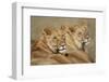 Lions Resting in Morning Sun in Masai Mara National Reserve-Paul Souders-Framed Photographic Print