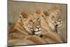 Lions Resting in Morning Sun in Masai Mara National Reserve-Paul Souders-Mounted Photographic Print