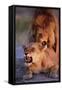 Lions Snarling While Mating-Paul Souders-Framed Stretched Canvas