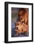 Lions Snarling While Mating-Paul Souders-Framed Photographic Print