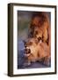 Lions Snarling While Mating-Paul Souders-Framed Photographic Print