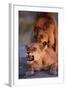 Lions Snarling While Mating-Paul Souders-Framed Photographic Print