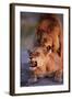 Lions Snarling While Mating-Paul Souders-Framed Photographic Print