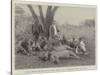 Lions, Which Had Destroyed Eight Asses, Shot at Sebungu-Poort, Bulawayo-null-Stretched Canvas