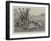 Lions, Which Had Destroyed Eight Asses, Shot at Sebungu-Poort, Bulawayo-null-Framed Giclee Print