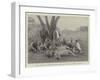 Lions, Which Had Destroyed Eight Asses, Shot at Sebungu-Poort, Bulawayo-null-Framed Giclee Print