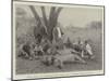 Lions, Which Had Destroyed Eight Asses, Shot at Sebungu-Poort, Bulawayo-null-Mounted Giclee Print