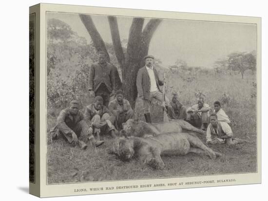 Lions, Which Had Destroyed Eight Asses, Shot at Sebungu-Poort, Bulawayo-null-Stretched Canvas