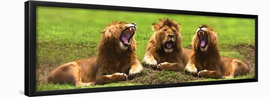 Lions Yawning-null-Framed Poster