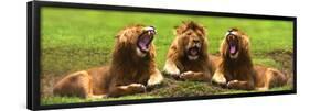 Lions Yawning-null-Framed Poster