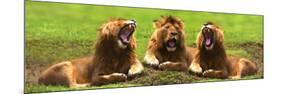 Lions Yawning-null-Mounted Poster