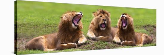 Lions Yawning-null-Stretched Canvas