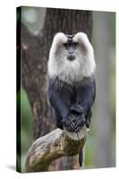 Liontail Macaque Male Sitting on Branch-null-Stretched Canvas