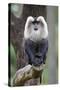 Liontail Macaque Male Sitting on Branch-null-Stretched Canvas