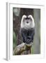 Liontail Macaque Male Sitting on Branch-null-Framed Photographic Print