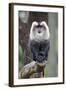 Liontail Macaque Male Sitting on Branch-null-Framed Photographic Print