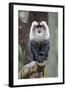 Liontail Macaque Male Sitting on Branch-null-Framed Photographic Print