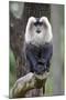 Liontail Macaque Male Sitting on Branch-null-Mounted Photographic Print