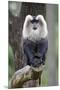 Wood Mount