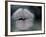 Lip Imprint on Window-William Sutton-Framed Photographic Print