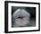 Lip Imprint on Window-William Sutton-Framed Photographic Print