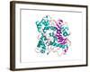 Lipase Molecule-Laguna Design-Framed Photographic Print