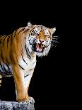 Bengal Tiger-Lipik-Mounted Photographic Print