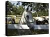 Lipizaner Horses in the World Famous Lipizaner Horses Farm, Lipica, Slovenia, Europe-Angelo Cavalli-Stretched Canvas