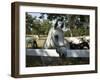 Lipizaner Horses in the World Famous Lipizaner Horses Farm, Lipica, Slovenia, Europe-Angelo Cavalli-Framed Photographic Print