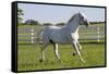 Lipizzan Stallion Cavorting in Paddock, Tempel Farms, Old Mill Creek, Illinois, USA-Lynn M^ Stone-Framed Stretched Canvas