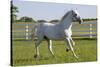 Lipizzan Stallion Cavorting in Paddock, Tempel Farms, Old Mill Creek, Illinois, USA-Lynn M^ Stone-Stretched Canvas