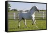 Lipizzan Stallion Cavorting in Paddock, Tempel Farms, Old Mill Creek, Illinois, USA-Lynn M^ Stone-Framed Stretched Canvas