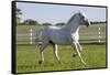 Lipizzan Stallion Cavorting in Paddock, Tempel Farms, Old Mill Creek, Illinois, USA-Lynn M^ Stone-Framed Stretched Canvas