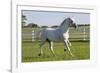 Lipizzan Stallion Cavorting in Paddock, Tempel Farms, Old Mill Creek, Illinois, USA-Lynn M^ Stone-Framed Photographic Print