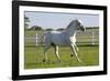 Lipizzan Stallion Cavorting in Paddock, Tempel Farms, Old Mill Creek, Illinois, USA-Lynn M^ Stone-Framed Photographic Print