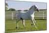 Lipizzan Stallion Cavorting in Paddock, Tempel Farms, Old Mill Creek, Illinois, USA-Lynn M^ Stone-Mounted Photographic Print