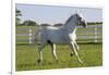 Lipizzan Stallion Cavorting in Paddock, Tempel Farms, Old Mill Creek, Illinois, USA-Lynn M^ Stone-Framed Photographic Print