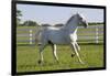 Lipizzan Stallion Cavorting in Paddock, Tempel Farms, Old Mill Creek, Illinois, USA-Lynn M^ Stone-Framed Photographic Print