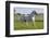 Lipizzan Stallion Cavorting in Paddock, Tempel Farms, Old Mill Creek, Illinois, USA-Lynn M^ Stone-Framed Photographic Print