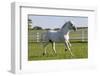 Lipizzan Stallion Cavorting in Paddock, Tempel Farms, Old Mill Creek, Illinois, USA-Lynn M^ Stone-Framed Photographic Print